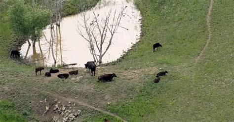 Herd of cows attacks jogger on Colorado trail